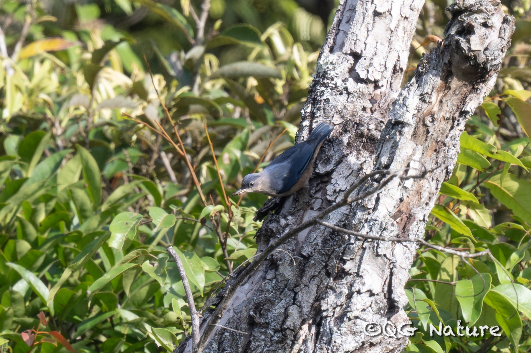 Yellow-billed Nuthatch