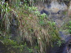 Poa anceps