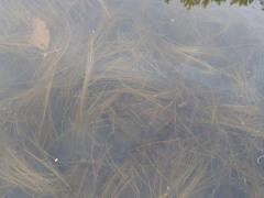 Schoenoplectus subterminalis