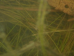 Schoenoplectus subterminalis