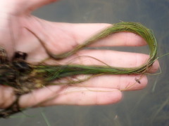 Schoenoplectus subterminalis