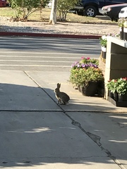 Sylvilagus audubonii