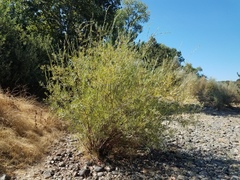 Salix melanopsis