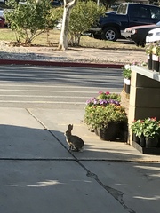 Sylvilagus audubonii