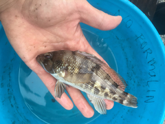 Centropristis striata