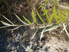 Salix melanopsis