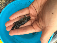 Centropristis striata