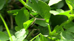 Stenoptilodes taprobanes