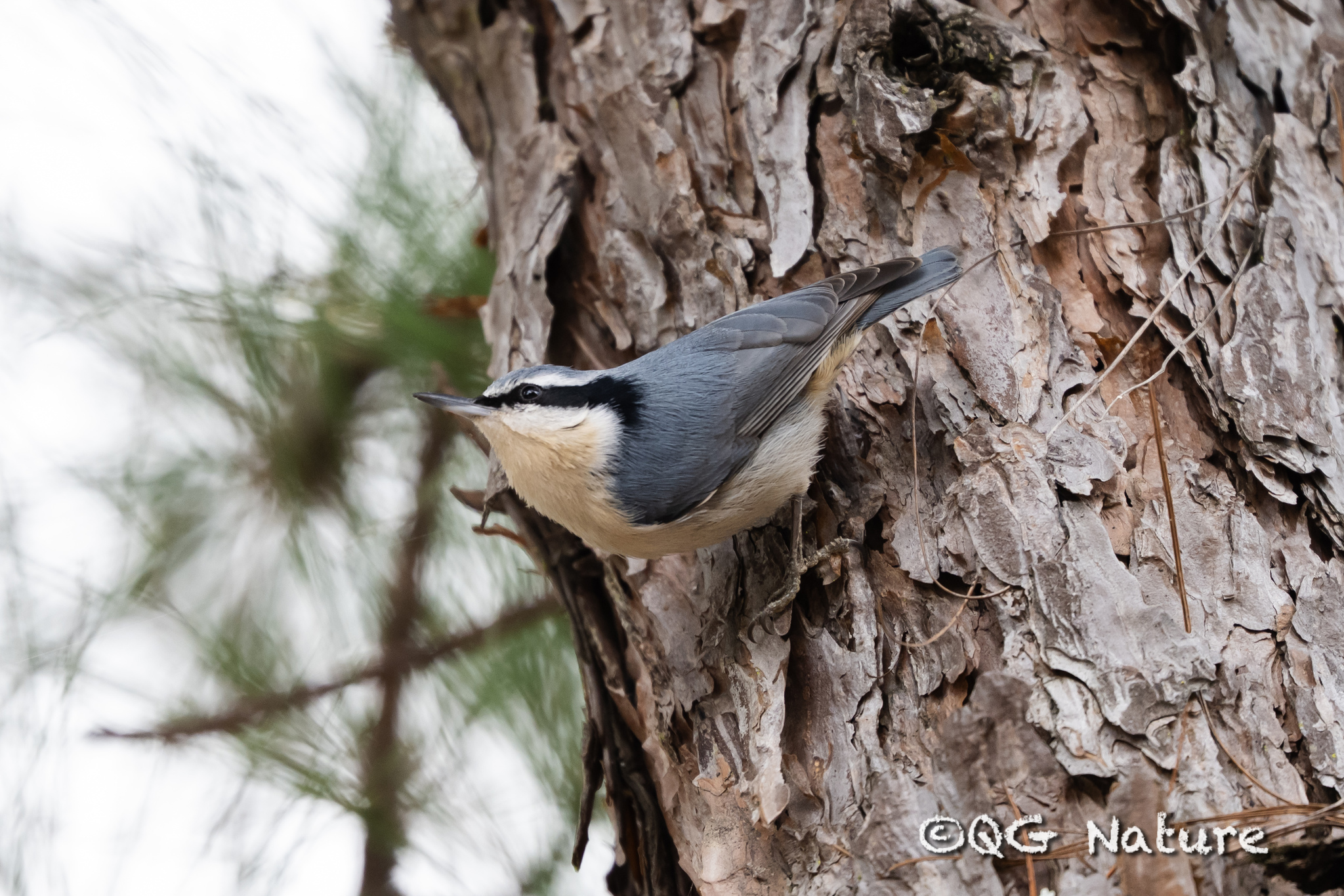 Yunnan Nuthatch