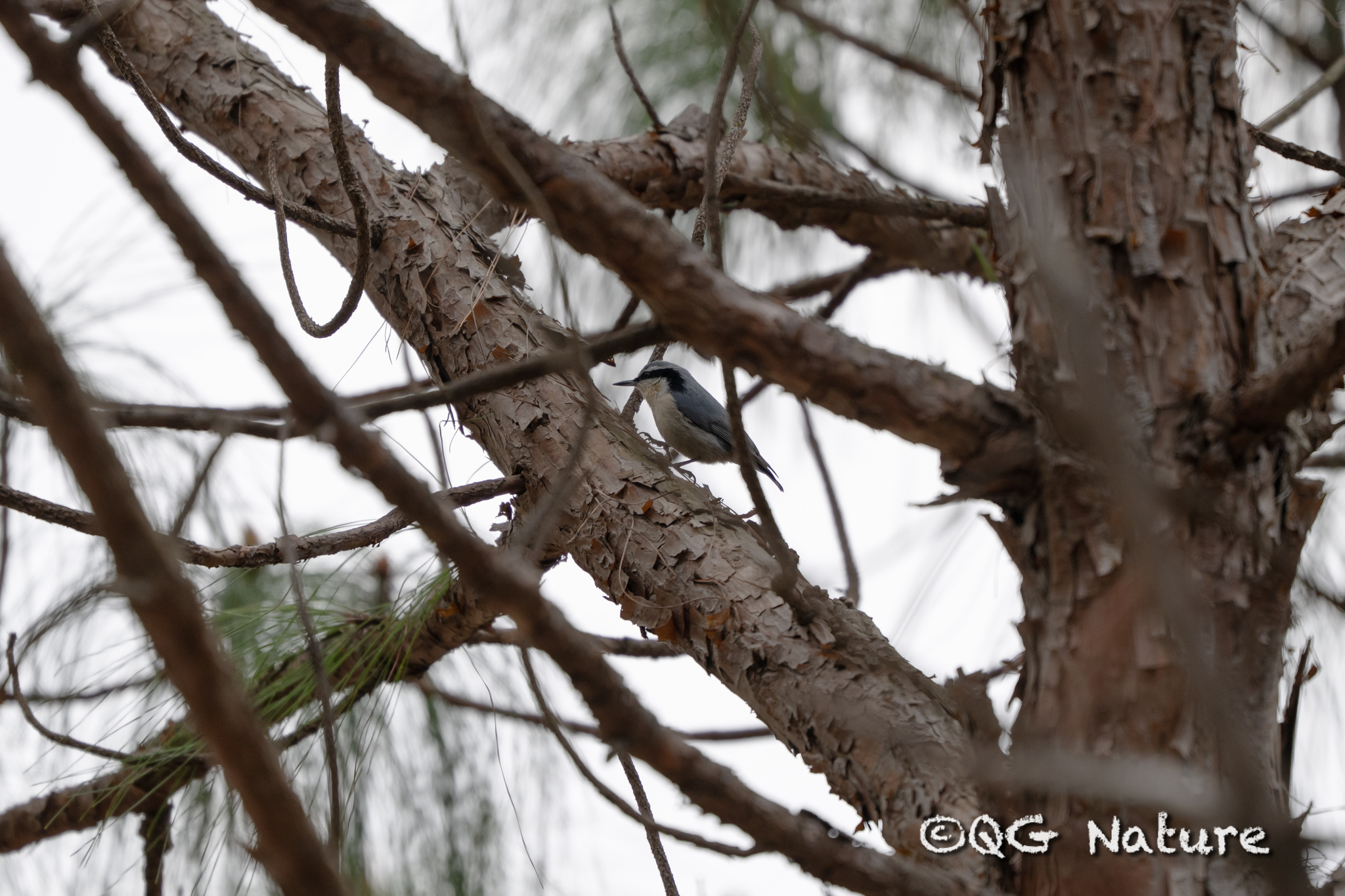 Yunnan Nuthatch