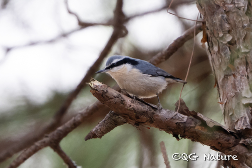 Yunnan Nuthatch (Sitta yunnanensis)