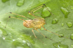 Scytodes pallida