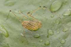 Scytodes pallida