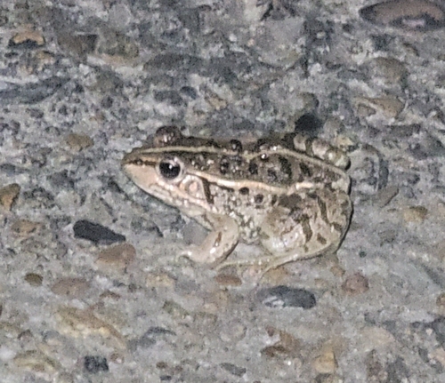 Black-spotted Frog