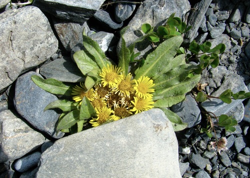Stemless Inula (Inula rhizocephala)