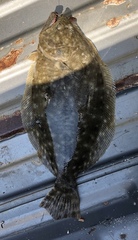 Paralichthys lethostigma