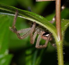 Neosparassus salacius