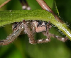 Neosparassus salacius