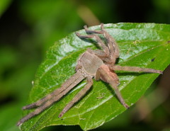 Neosparassus salacius