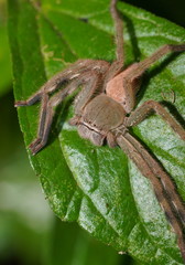 Neosparassus salacius