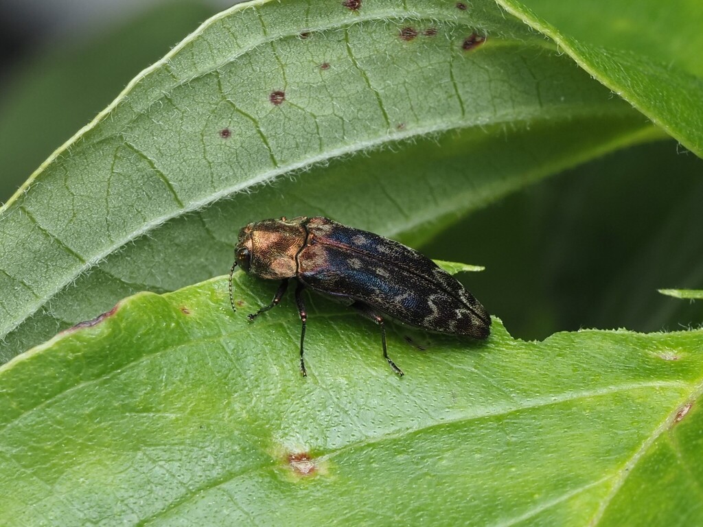 Coraebus ishiharai
