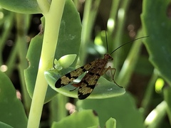 Mecoptera