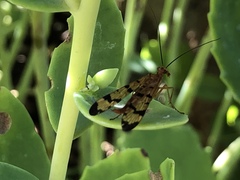Mecoptera