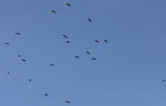 Passeriformes