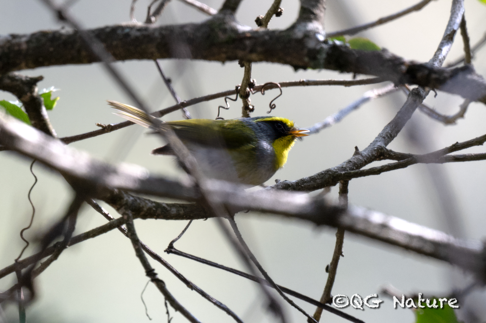 Black-faced Warbler