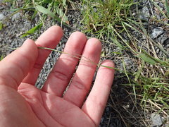 Sporobolus vaginiflorus