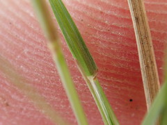 Sporobolus vaginiflorus