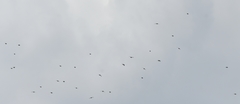 Passeriformes