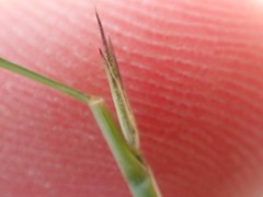 Sporobolus vaginiflorus