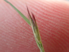 Sporobolus vaginiflorus