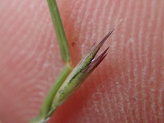 Sporobolus vaginiflorus