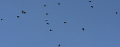 Passeriformes