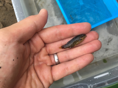 Tautogolabrus adspersus