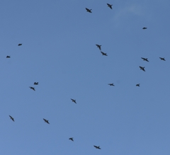 Passeriformes