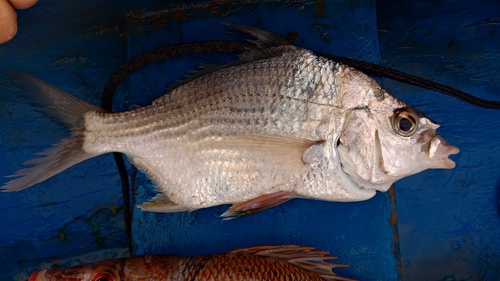 Blinch (Diapterus rhombeus) — Gerreidae — 3