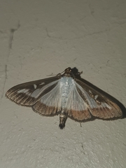 Cydalima perspectalis