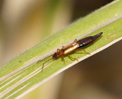 Forficulinae