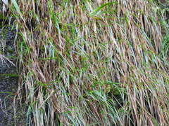Poa anceps