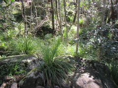 Carex lancea