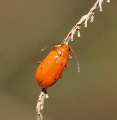 Aulacophora relicta