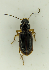 Stenolophus ochropezus