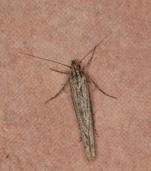 Ypsolopha