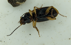 Stenolophus ochropezus