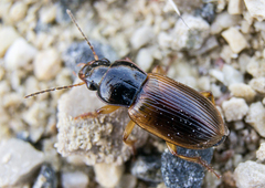 Anisodactylus sanctaecrucis