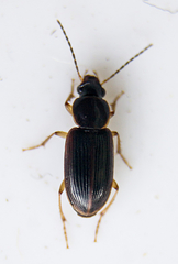 Stenolophini