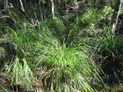 Carex lancea